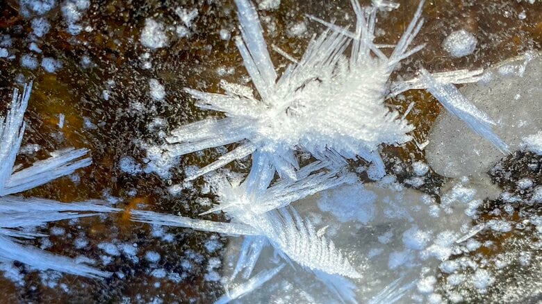見られるのは3つの条件が揃った時だけ！神秘的な氷の花「フロストフラワー」を北海道で目撃｜FNNプライムオンライン