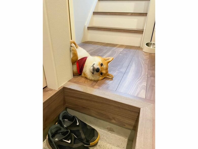 提供：柴犬はらみさん