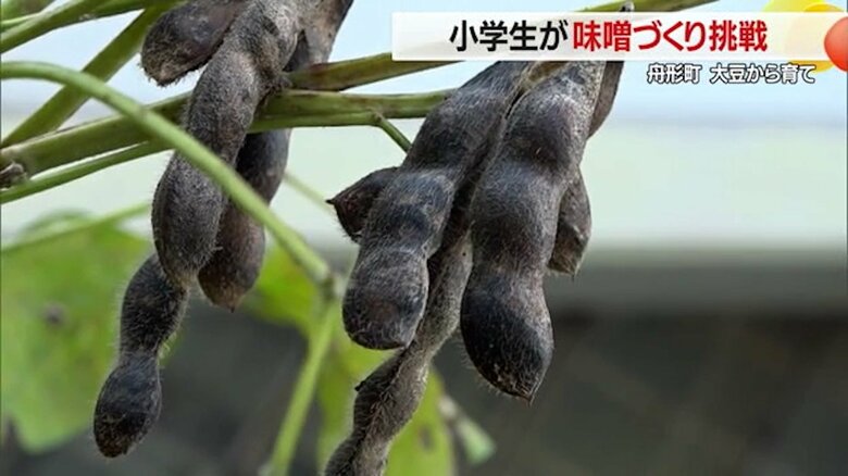 学校の畑の大豆を収穫（9月）