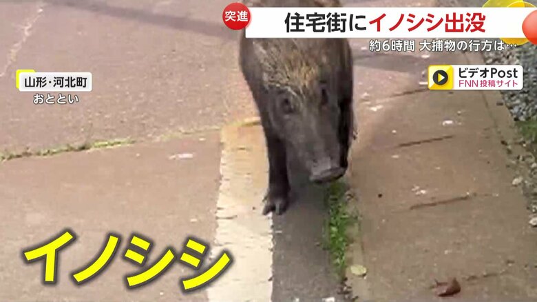 走り回り、撮影者に向かって突進してくる約90cmのイノシシ