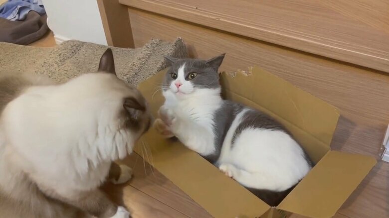 グルーミングをされたくないまるくん（提供：コテツとまるさん）