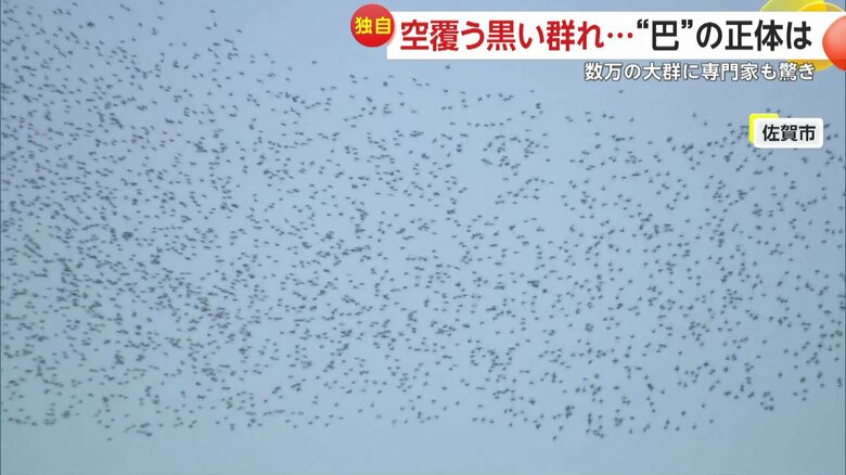 最近は温暖化の影響もあり、佐賀県内でも見ることが増えたという『トモエガモ』