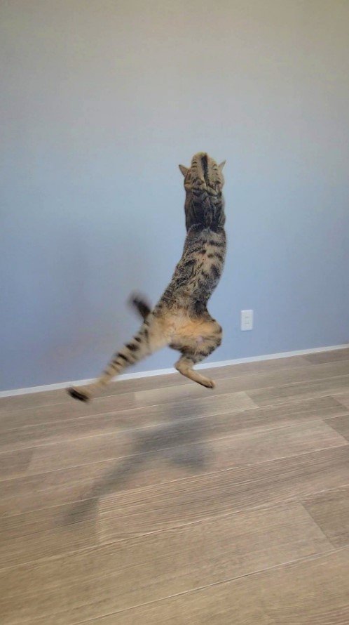 提供：しぴこめさん