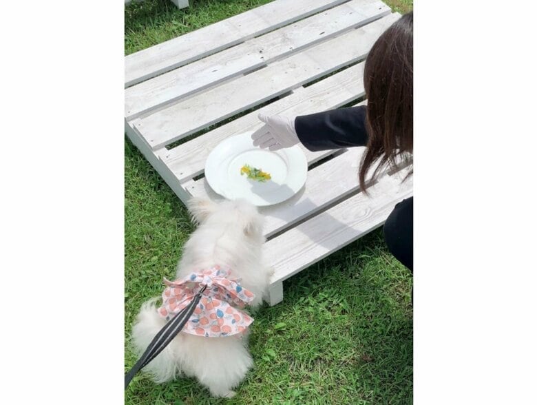 提供：かわいーぬさん