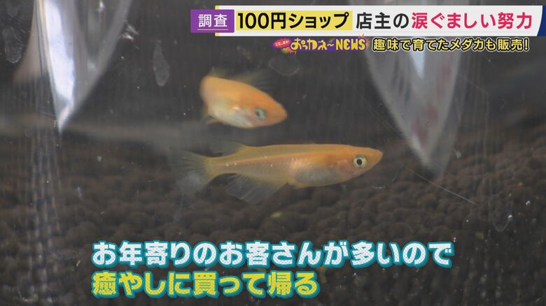 看板商品となったメダカ