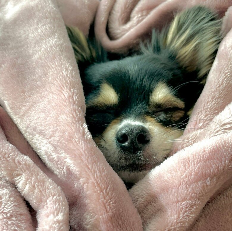 提供：チワワのごまじろーさん