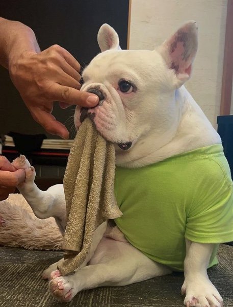 提供：こぶしさん