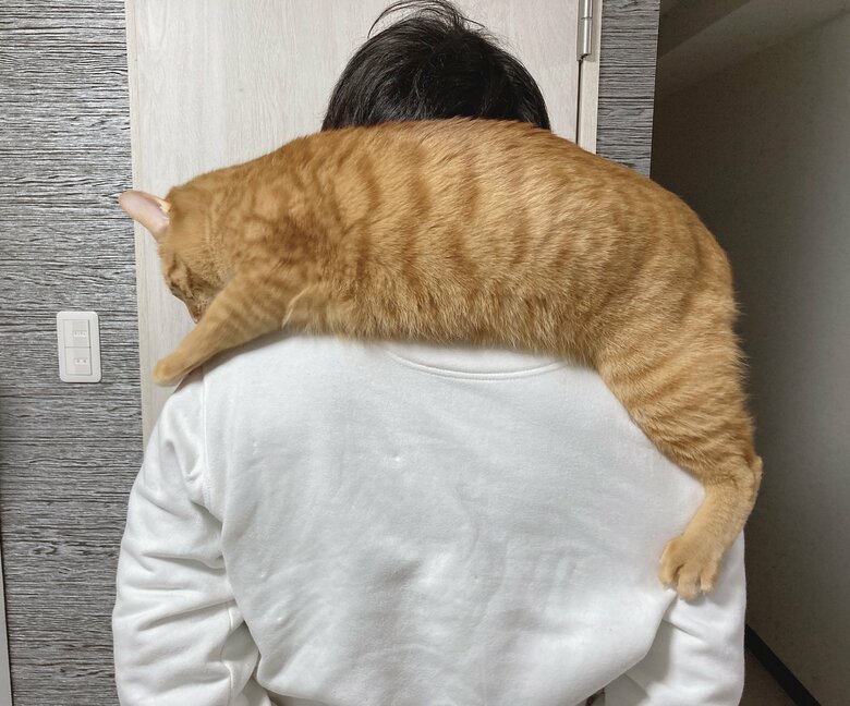 提供：たぬき&とらさん