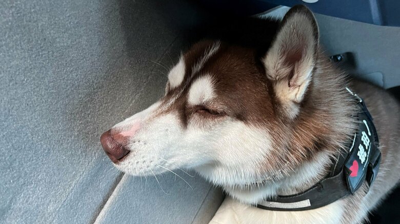 車中でぐっすり