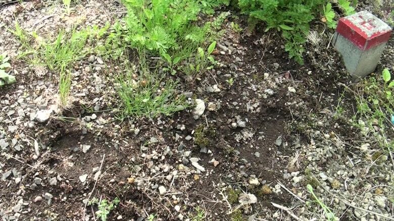 付近の住宅裏にもクマの足跡とみられるものが