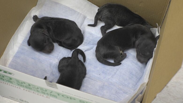 4匹の犬の赤ちゃん