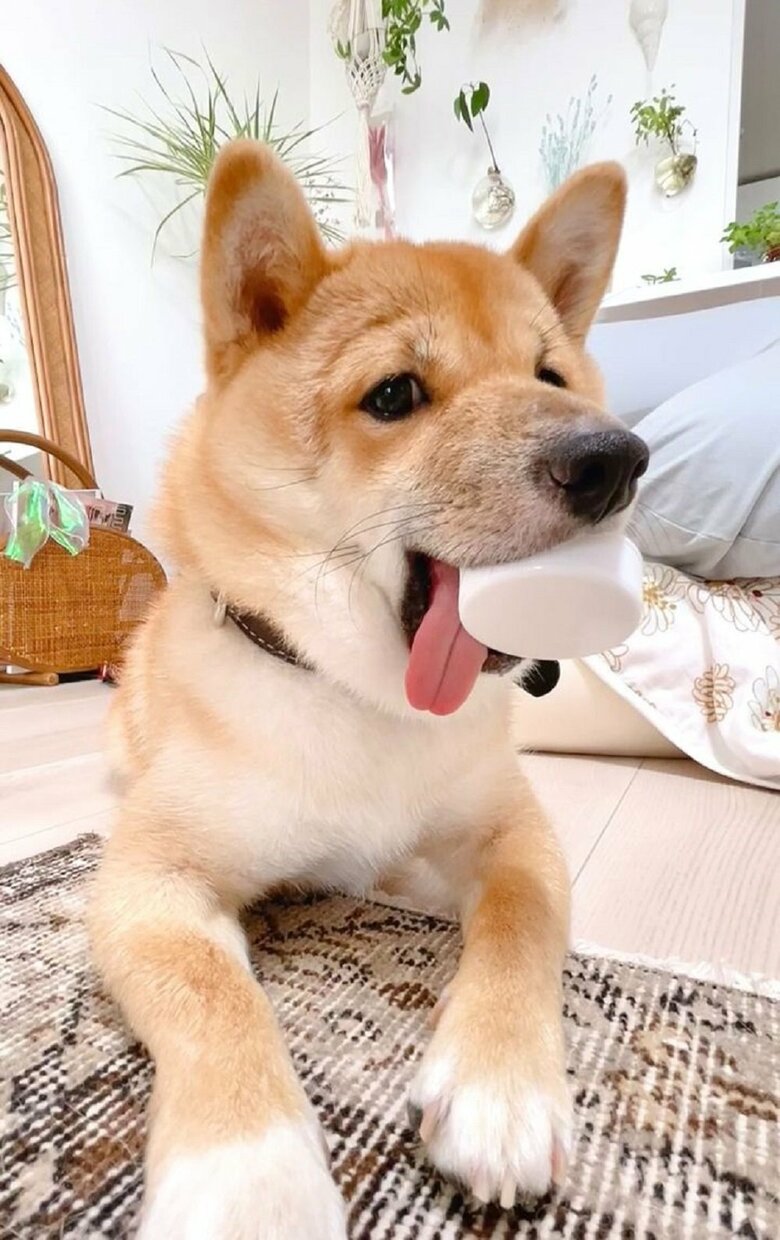 怒られそうなアイテムをくわえてイタズラ