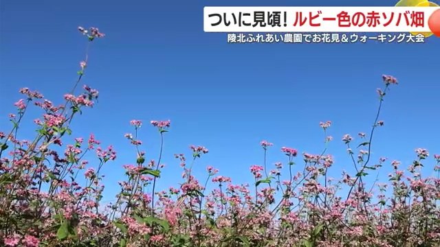 涼しくなるにつれてルビーのように赤く濃く色づく「高嶺ルビー」