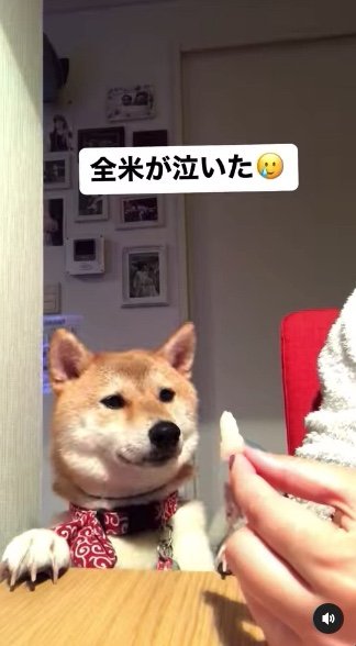 提供：柴犬ハル&雑種すずさん