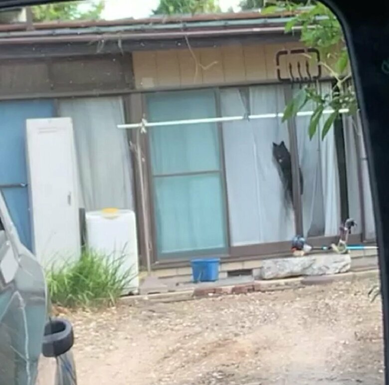 さだきちさん夫婦の車が見えると喜び、飛び跳ねるななちゃん