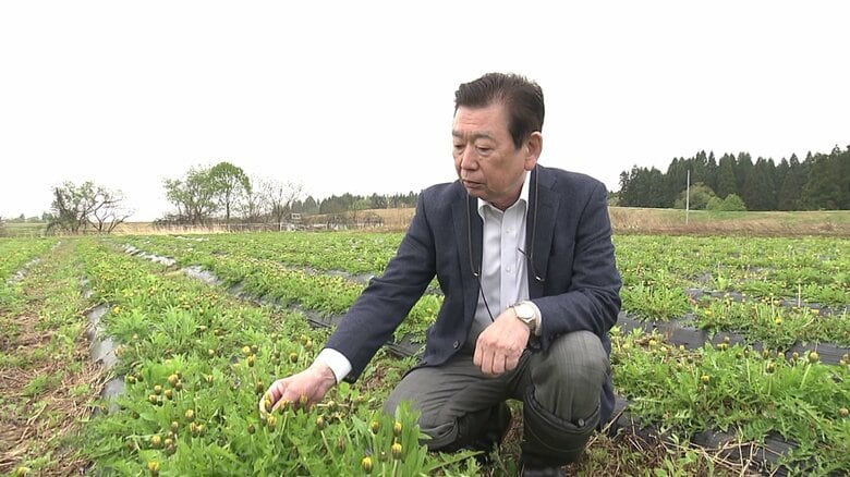 日本タンポポの栽培に取り組んでいる今野孝一さん
