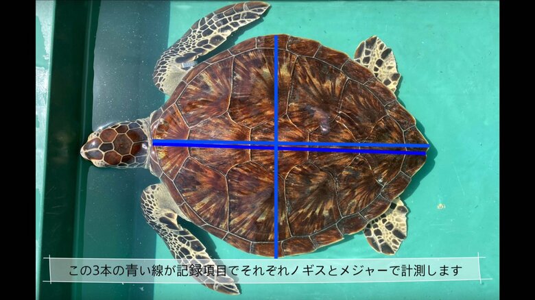 甲羅の大きさはこのように測る