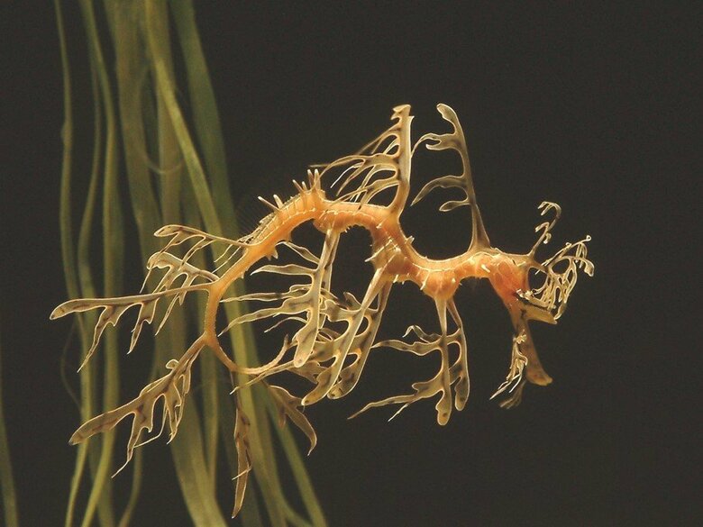 「竜」に似ている生き物たち　「リーフィーシードラゴン」（提供：サンシャイン水族館）