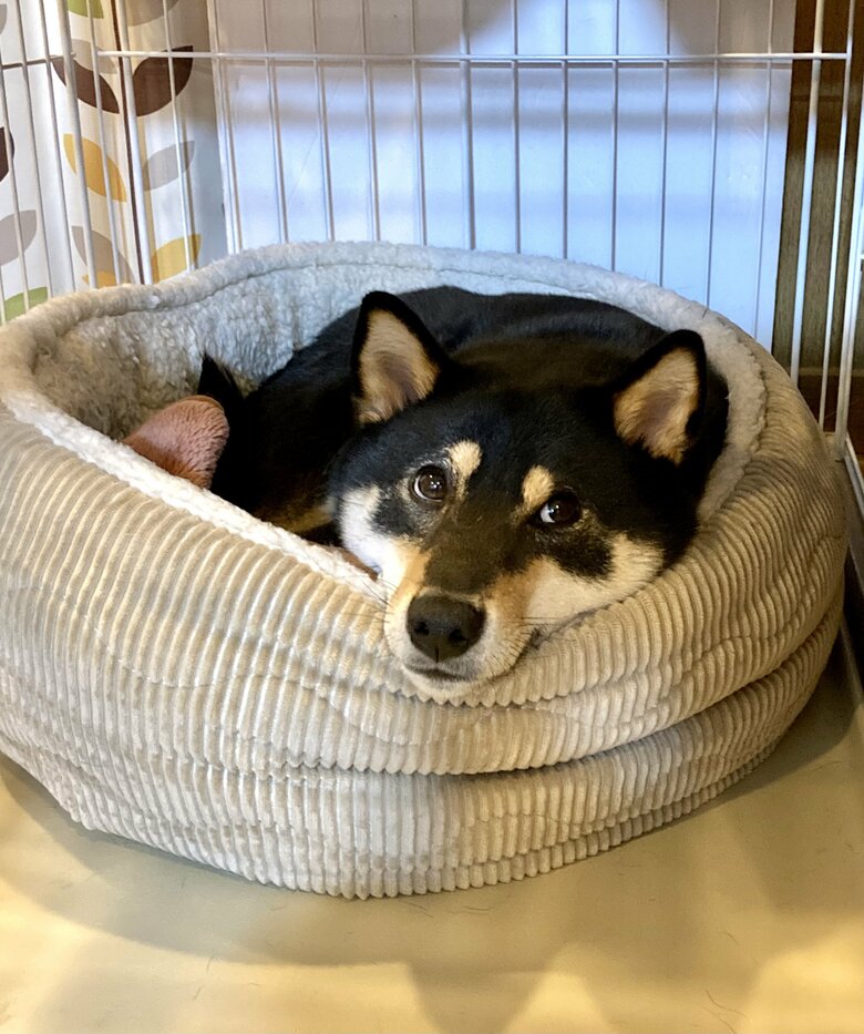 提供：黒柴ぎん@快杜号さん