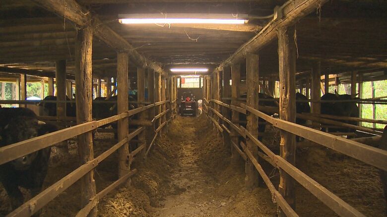 クマが侵入した牛舎