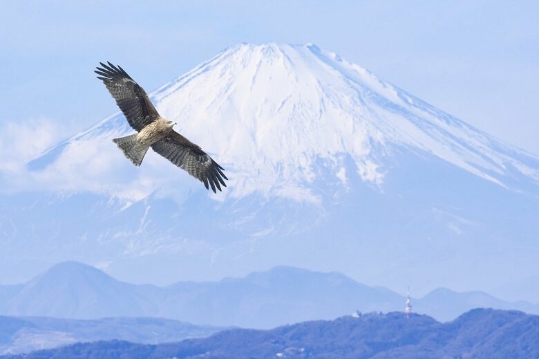 「一富士」は富士山、「二鷹」は鳥ではなかった（イメージ）