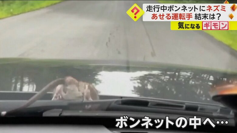 ネズミは、走行中の車のボンネット内に侵入していた