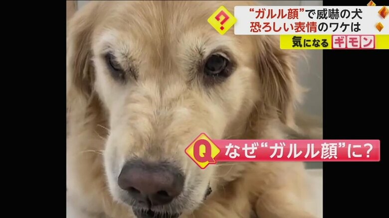 鼻にしわを寄せて、ガルル顔のルーシーちゃん