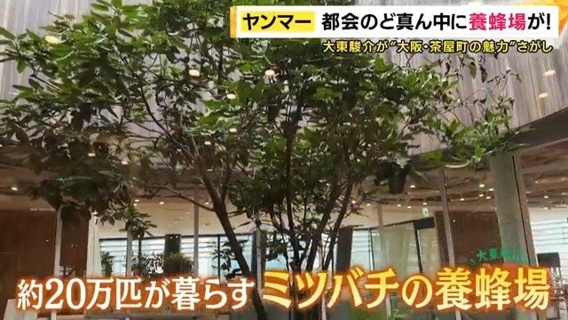 12階に養蜂場