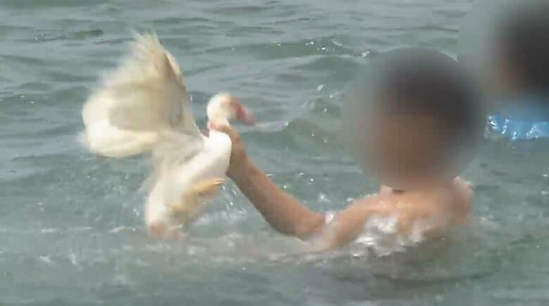 糸満ハーレーの“アヒル取り競争”