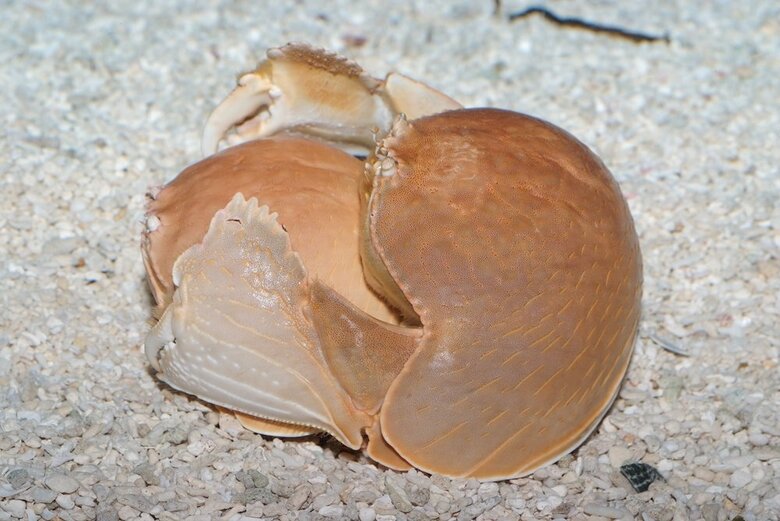 単色のマルソデカラッパ。交尾前の様子