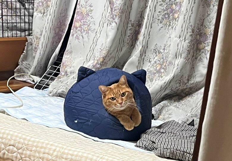 いたずらをした後。反省している？