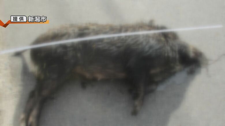 駆除されたイノシシ