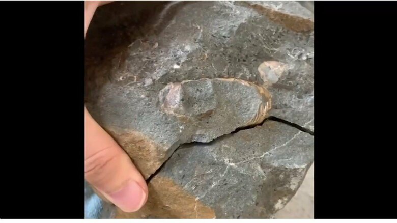 今回のアンモナイトが入っていたのもノジュールだという