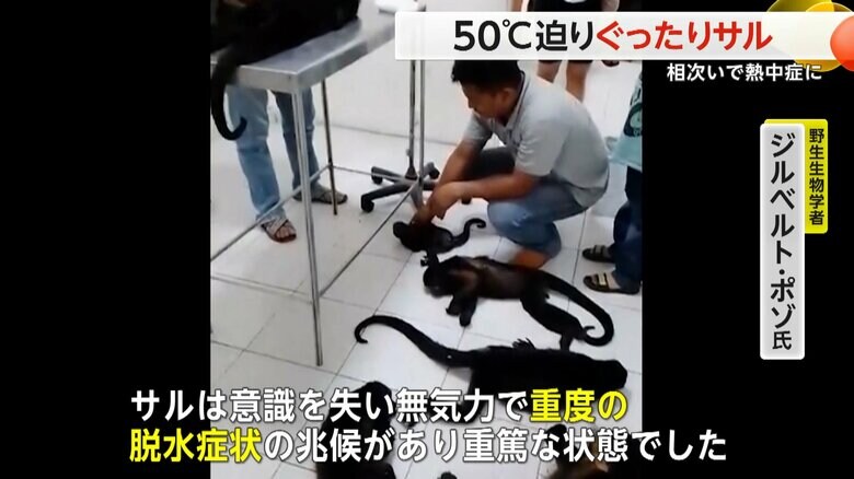 サルは意識を失い、重度の脱水症状だった