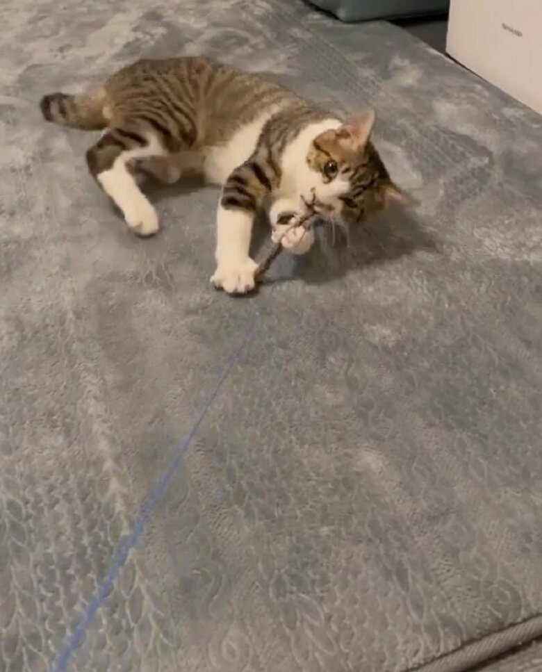 猫じゃらしを捕まえて放さない！