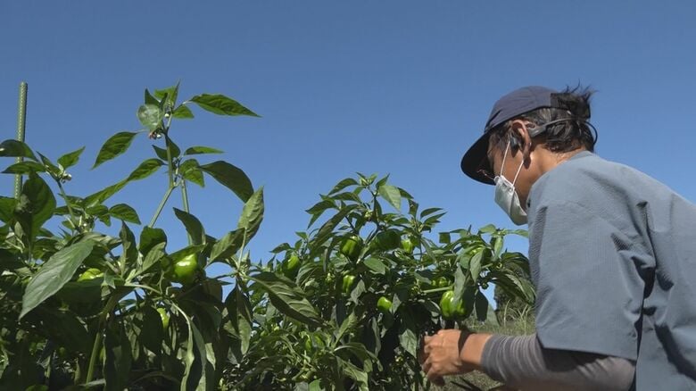 カグラナンバンを収穫する長島さん