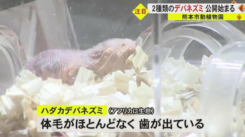 体毛がなく歯が出ている「ハダカデバネズミ」