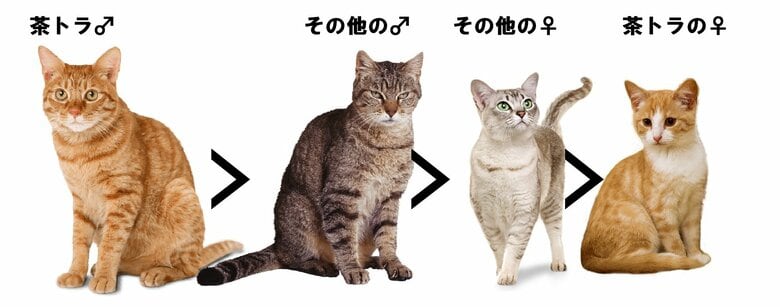 茶トラのオスは巨大だった！（筆者作成）