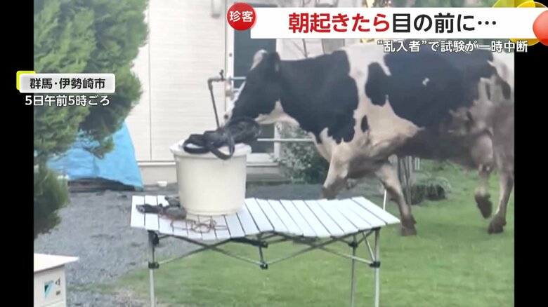 近隣の牧場から脱走したとみられ近隣の牧場から脱走したとみられるウシ