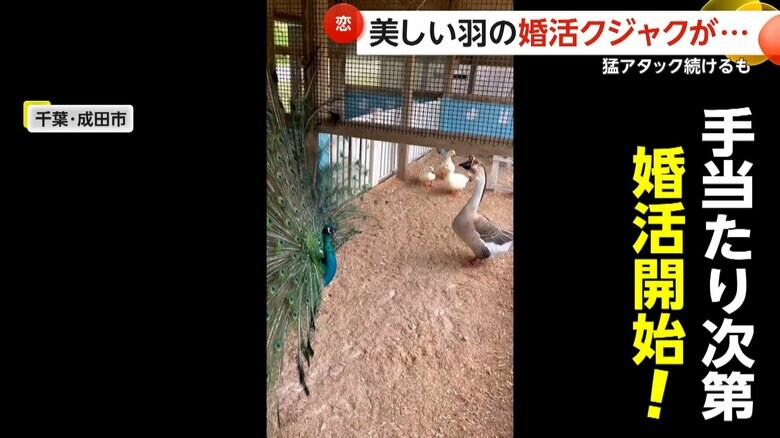 オスのガチョウに求愛するクジャクのジャックくん