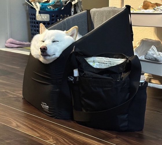 提供：ラッキーさん