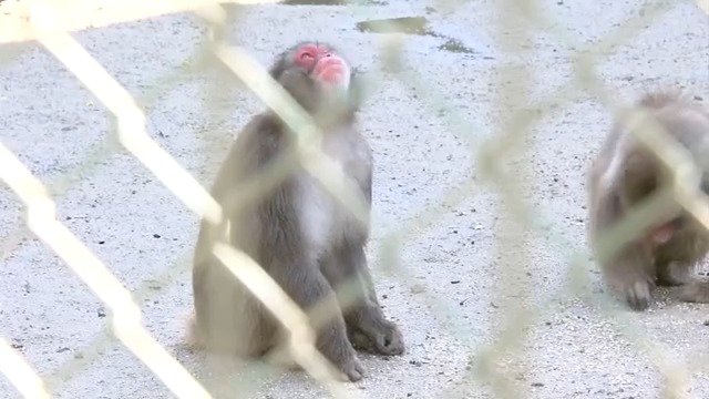 サルが“師匠”で憧れの存在