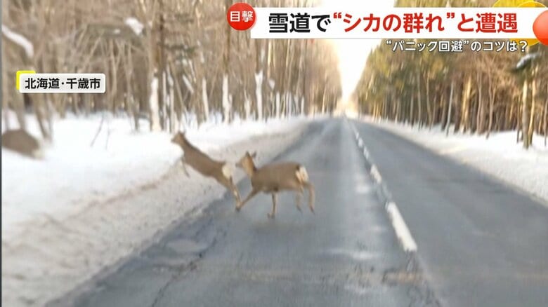シカの群れが相次いで道路を横断する瞬間（2025年12月16日、北海道・千歳市）③