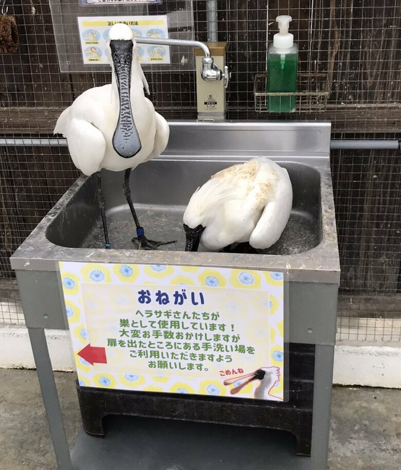 投稿された鳥の様子