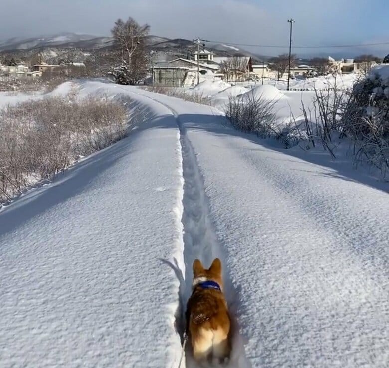 提供：むぎん家＠きよらさん