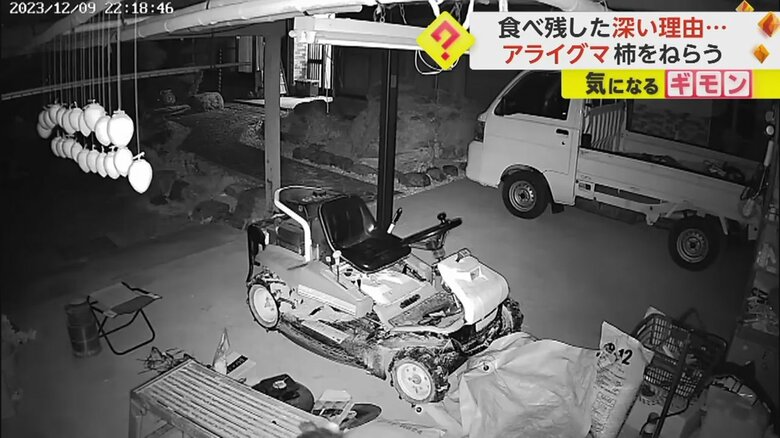 台によじ登ると立ち上がって前足を伸ばし、干し柿を取ろうとするアライグマ①