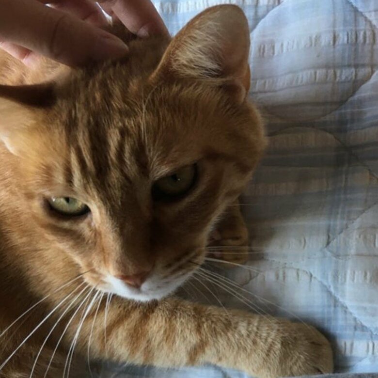 それでも、なでさせてはくれる