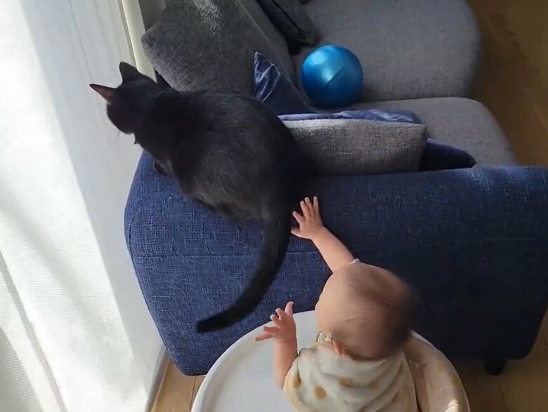 尻尾をつかもうと手を伸ばしている（提供：仔猫を拾ったので）