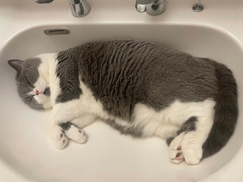 洗面台でぐっすり（提供：八海山くんの飼い主さんTwitterアカウント）