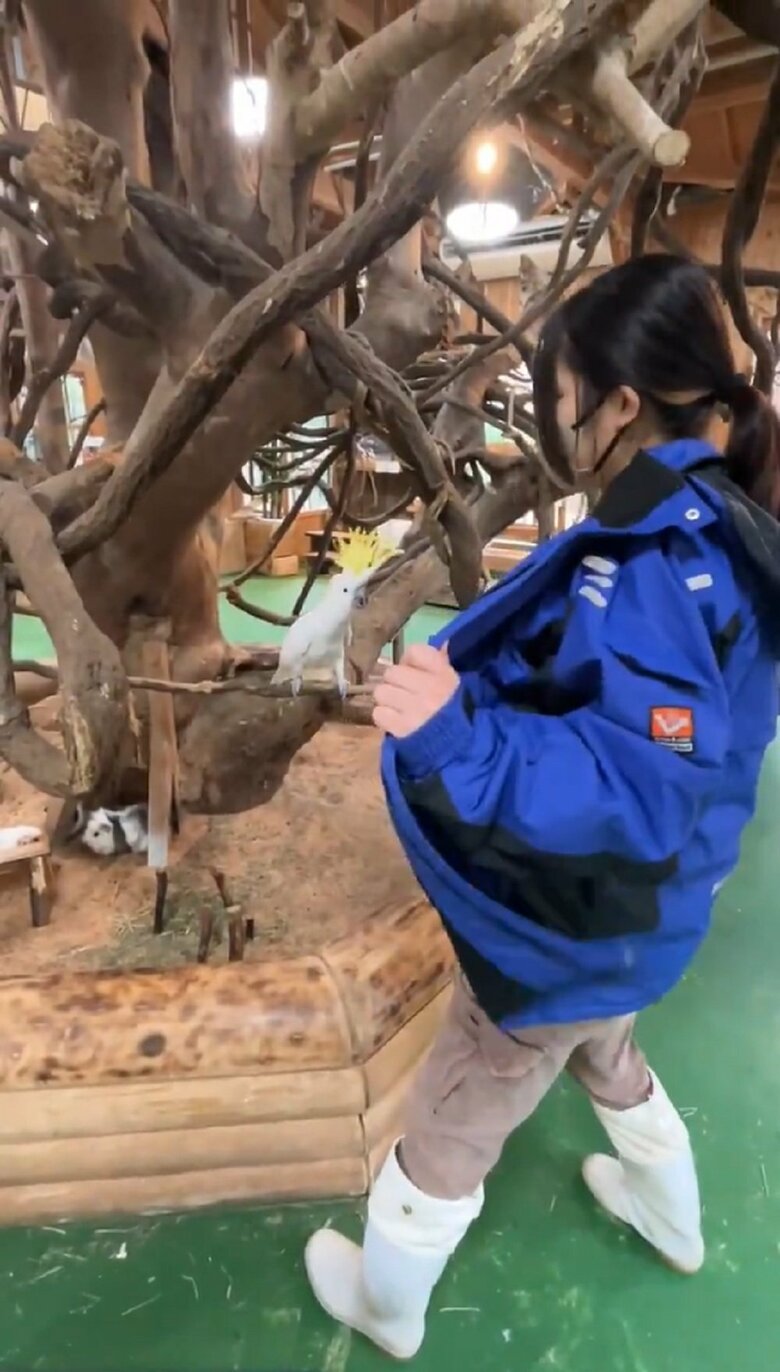 体を起こすレイくんに、上着を広げる飼育員（提供：長崎バイオパーク）